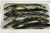「西海物産館・魚魚市場鮮魚コーナーおすすめは「シマイサキ」入荷しました！」