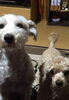 「今日は愛犬の日」