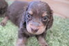 「ミニチュアダックス子犬情報」
