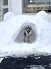 「わんこのかまくら作りました☃️」
