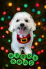 「Dog salon mofu mofu　余市町」