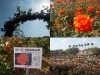 「メルヘン！　花園！　満開の谷津バラ園は今週～来週が見頃です」
