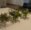 摘み取った植物たち「パッシブタウン内ハーブガーデン」