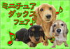 「ダックス仔犬フェア―」