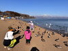 猪苗代湖の長浜では餌をあげられます🦆「初冬の田んぼで羽休めする白鳥たちと、猪苗代湖へのドライブ」