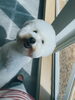 「はじめましてDOGSALON KNOTです」