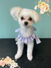 「Dog salon mofu mofu　余市町」