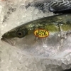 「魚魚市場鮮魚コーナーおすすめは「ビンチョウマグロ・ヤリイカ・スルメイカ」です♪」
