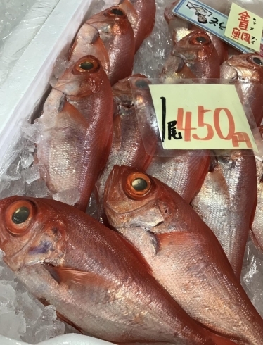 「魚魚市場鮮魚コーナーおすすめは「ゴマサバ」です♪」