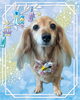 「Dog salon mofu mofu　余市町」
