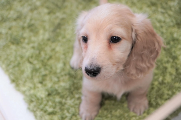 「ハイクオリティ子犬情報」