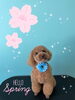 「可愛い子ちゃん♡ Dog salon mofu mofu余市町」