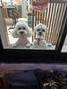 外からパシャリ📷️かわいい♡「春の訪れと共に、ピコプタで愛犬のケアを！我が家のわんこの紹介🐾」