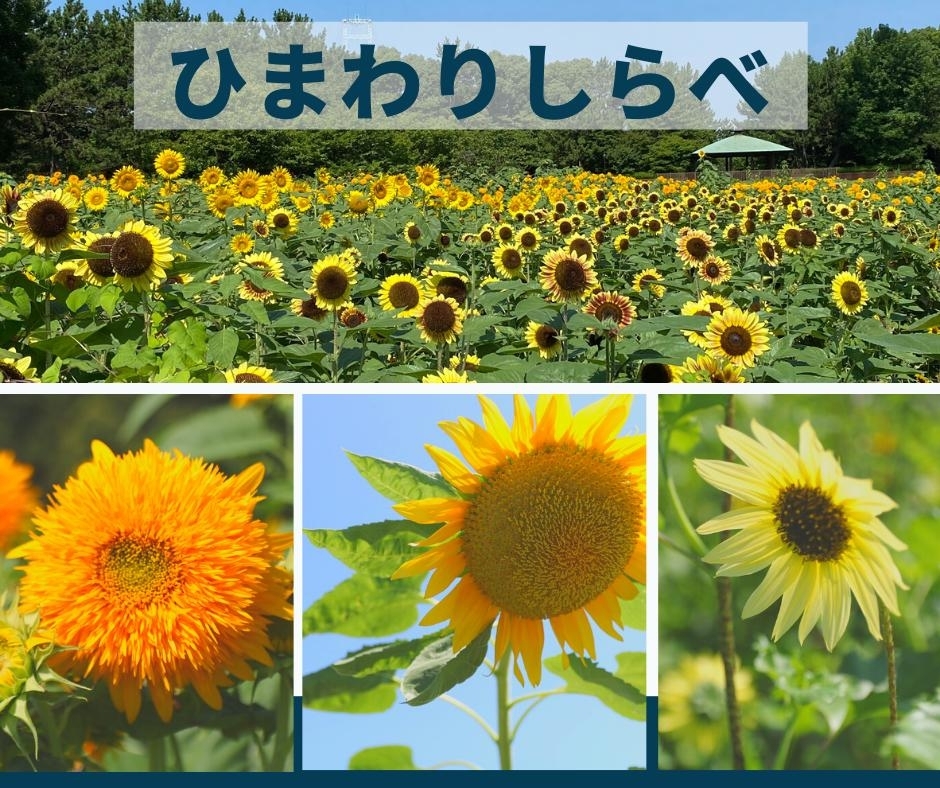 1日でできる夏休みの自由研究 小学生低学年 高学年の方向け 江戸川区 子育ておすすめ情報まとめ まいぷれ 江戸川区 1日でできる夏休みの自由研究 小学生低学年 高学年の方向け 江戸川区 子育ておすすめ情報まとめ まいぷれ 江戸川区