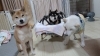 「ペットケアホームリュッカ」愛玩動物看護師による日進市の老犬介護施設