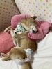 「ペットケアホームリュッカ」