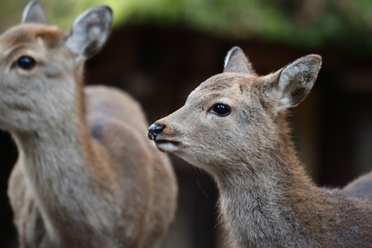 奈良の鹿２「早朝の奈良公園♪」