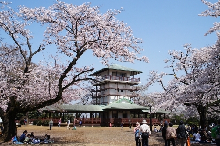 生田緑地枡形山広場 多摩区 お花見するならここ 川崎市の 桜 特集 年 まいぷれ 川崎市