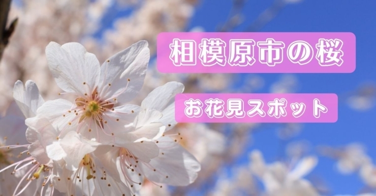 「相模原の桜」特集「🌸相模原公園の桜🌸」