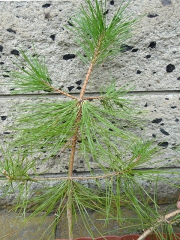 不思議な松の木 府中市内で見かけました まいぷれ 府中市