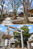 鳥居をくぐると手水舎があり広く歩きやすい境内となっています「函館乃木神社」