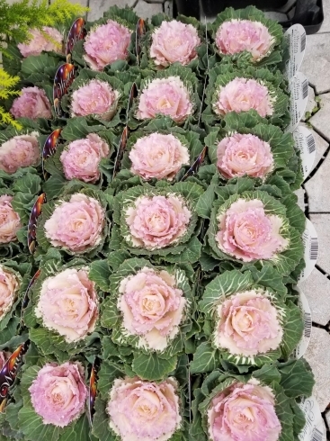 可愛い「三次花壇　今日のオススメ　葉牡丹‼️」