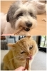 ワンちゃん・猫ちゃんも夢中になるおいしさ！「あいぶん」