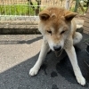 「迷い犬の情報です！【西条市役所　本庁　衛生課】」