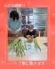 「みんなでフキの筋取りをしました🍃【富士見・原村の福祉施設ひなたぼっこ】」