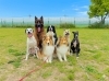 「Dog School tan tan」明石のDog School tan tan｜愛犬と絆を深める毎日を