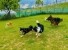 貸切ドッグランイベントの様子「Dog School tan tan」