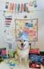 季節ごとの撮影会も大好評です♪「Dog School tan tan」