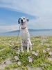 看板犬のダルメシアンのアンちゃん「Dog School tan tan」