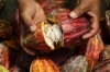 「BINON CACAO CHOCOLATE」