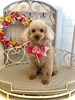 ラムちゃん「わんこと秋桜」