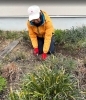 「らくらく草抜き」