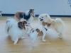 幼稚園の様子「Dog School tan tan」