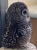 チャコモリフクロウ どんぐりですよろしく「無事到着しましたー!」