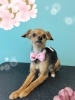 「お友達♡ Dog salon mofu mofu 余市町」