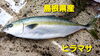 「○本日のお刺身○【島根県産】スズキ(日本海)、ヒラマサ」