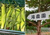 「滝農園」