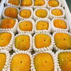 「まずは「ハウス物」からスタートです。 奈良県産　「ハウス柿」」