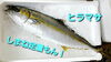 「○本日のお刺身○【しまね定置もん！】ヒラメ、ヒラマサ」