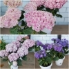 アジサイかわいい品種ばかりです。「【はなやホック皆生】観葉植物入荷しました。」