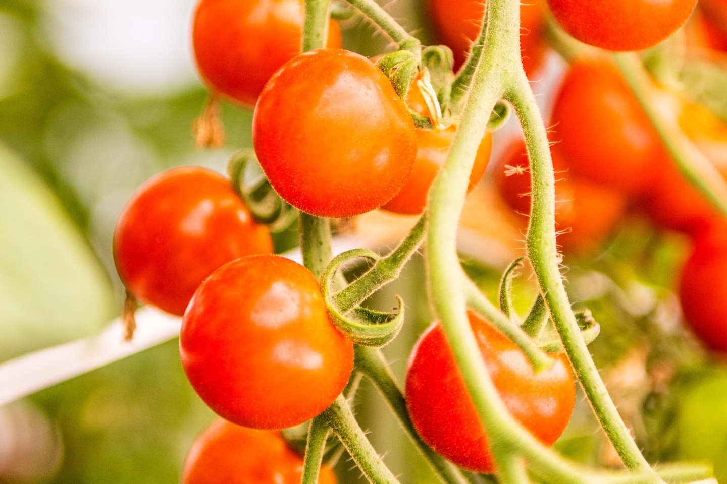 真っ赤なミニトマト キャロル10 ふるさと納税で日本を元気に 雨竜町 まいぷれ 滝川 真っ赤なミニトマト キャロル10 ふるさと納税で日本を元気に 雨竜町 まいぷれ 滝川