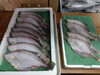 「📣本日入荷のお魚情報🐟」