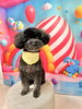 プードルのむぎちゃん🌺「✂️トリミング🐶」