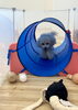 おとめちゃん　スタスタ通り抜け😃「ましゅまろ幼稚園🐾」