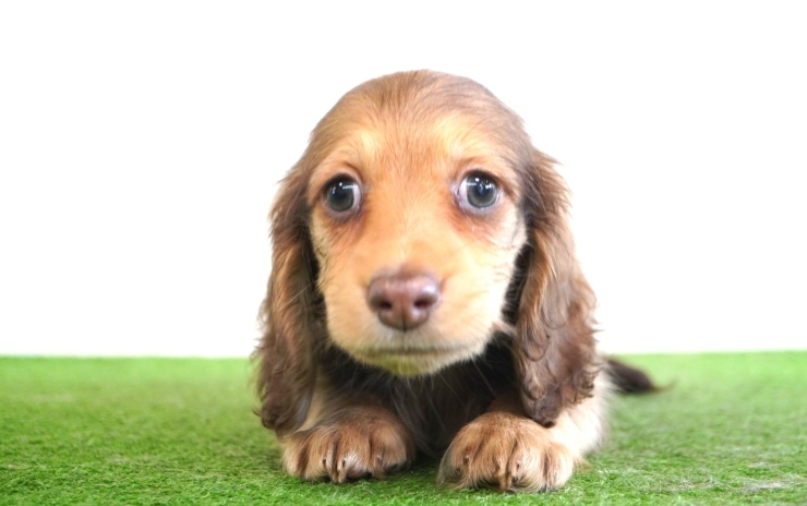 「ミニチュアダックス子犬情報」