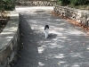 ねこちゃんものんびりお散歩「大新公園の遊具が新しくなります！」